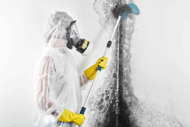 Asbestos and Lead Testing During Mold Inspection in Neshanic Station, NJ