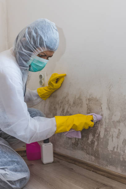 Best Mold Removal for HVAC Installations  in Neshanic Station, NJ