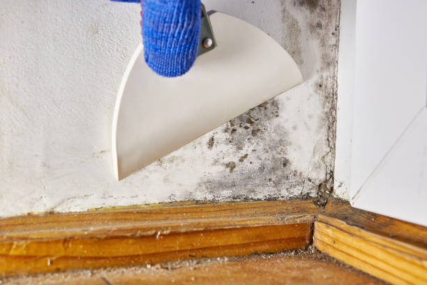 Best Asbestos and Lead Testing During Mold Inspection  in Neshanic Station, NJ